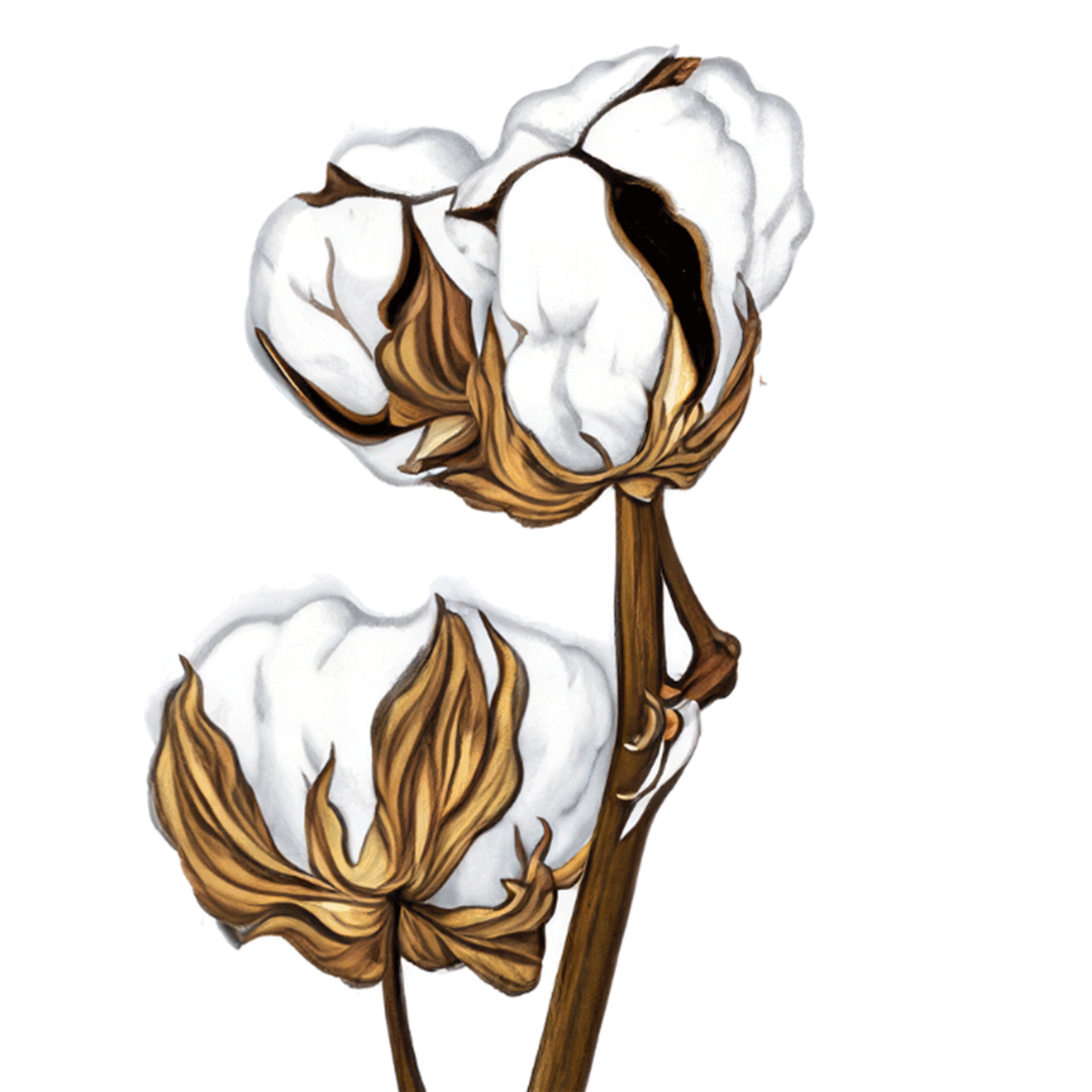cotton plant drawing easy - Clip Art Library